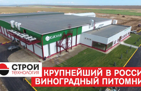The largest in Russia grape nursery.